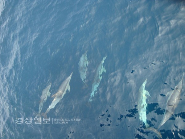 3일 울산시 남구가 시험운항한 고래바다여행선에서 발견된 고래떼.