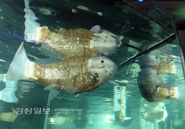 20일 서울역사박물관에서 개막한 세계박람회 한국 순회전시(EXPO x EXPOS)에 전시된 로봇 물고기 '익투스'. '세계박람회 역사관', '세계박람회 주최도시 홍보관', '2012 여수세계박람회 홍보관'으로 구성된 이번 순회전시는 인류문명의 진보가 처음 소개되었던 과거의 주요 박람회 유산을 전시하고, 여수세계박람회에 대한 일반 시민들의 이해를 돕기 위해 열렸다.     /연합뉴스