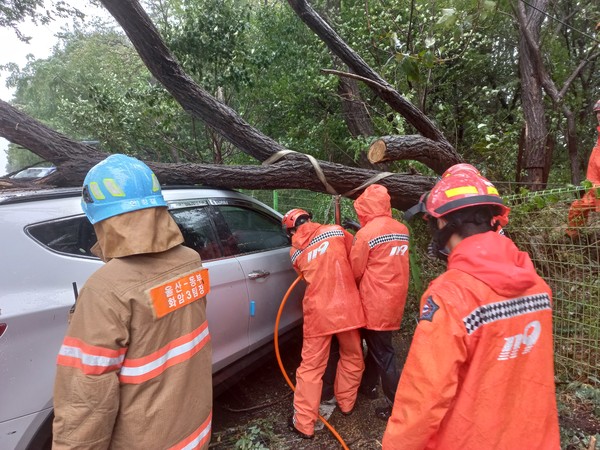 울산이 제14호 태풍 '난마돌'의 영향권에 든 19일 오전 동구 방어동에서 강풍에 쓰러진 나무가 주차 차량을 덮쳐 소방대원들이 안전조치를 하고 있다