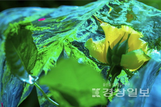 ▲ 권일 ‘야성의 문장’ 시리즈