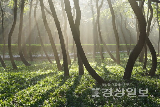 ▲ 서영화 ‘태화강 국가정원의 여름’