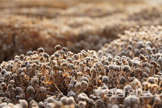 ▲ 서영화 ‘태화강 국가정원의 겨울’