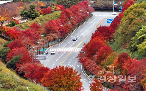 깊어가는 가을 날씨 속에 문수체육공원 산책로 및 간선도로변이 울긋불긋 단풍으로 물들어 장관을 이루고 있다. 김도현기자 do@ksilbo.co.kr