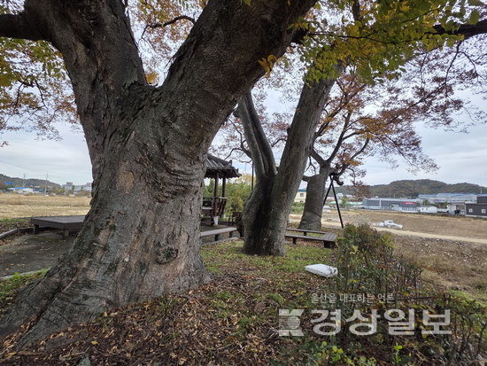 ▲ 울주군 두동면 계당마을 느티나무.