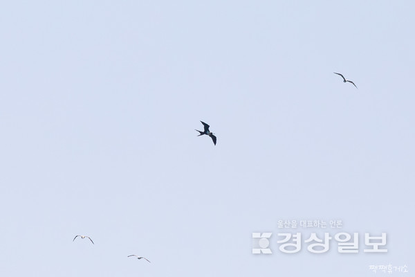 울산 대왕암공원 앞바다서 ‘군함조’ 포착