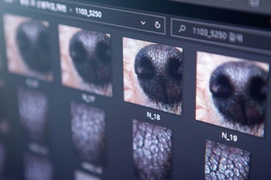 UNIST 학생창업기업 파이리코, 반려동물 비문인식 국제표준 만들어 - 뉴스 썸네일 이미지